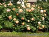 Lady of Shalott Lady of Shalott