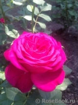 Johann Wolfgang von Goethe Rose® Johann Wolfgang von Goethe Rose®