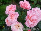Tickled Pink Tickled Pink