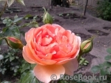 Lady of Shalott Lady of Shalott