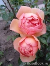 Lady of Shalott Lady of Shalott