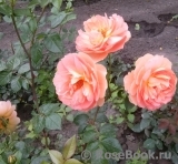 Lady of Shalott Lady of Shalott