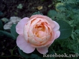 Sangerhauser Jubilaumsrose Sangerhauser Jubilaumsrose