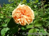 Crown Princess Margareta® Crown Princess Margareta®