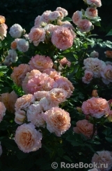 Augusta Luise Augusta Luise