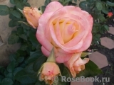 Belle Perle Belle Perle