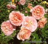 Abraham Darby Abraham Darby