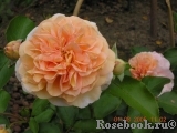 Sangerhauser Jubilaumsrose Sangerhauser Jubilaumsrose