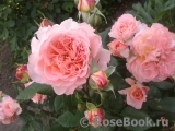Augusta Luise Augusta Luise