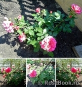 Rosarium Uetersen Rosarium Uetersen