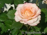 Blush Flower Circus Blush Flower Circus