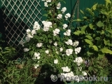 Perennial Blush Perennial Blush