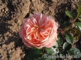 Sangerhauser Jubilaumsrose Sangerhauser Jubilaumsrose