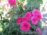 Johann Wolfgang von Goethe Rose® Johann Wolfgang von Goethe Rose®