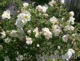 Rose spinosissima Rose spinosissima