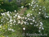 Rose spinosissima Rose spinosissima