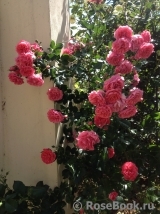Rosarium Uetersen Rosarium Uetersen
