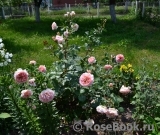 Abraham Darby Abraham Darby