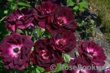 Burgundy Ice Burgundy Ice
