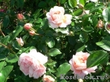 Sangerhauser Jubilaumsrose Sangerhauser Jubilaumsrose