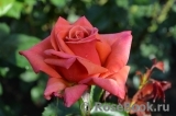 Rhosyn Margaret Williams Rhosyn Margaret Williams