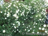 Rose spinosissima Rose spinosissima