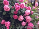 Mary Rose Mary Rose