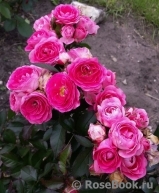 Cerise Flower Circus ® Cerise Flower Circus ®