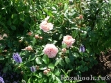 Sangerhauser Jubilaumsrose Sangerhauser Jubilaumsrose