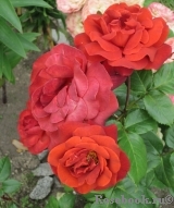 Terracotta Terracotta
