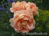 Lady of Shalott Lady of Shalott