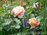 Sangerhauser Jubilaumsrose Sangerhauser Jubilaumsrose
