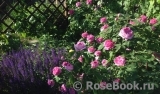 Gertrude Jekyll Gertrude Jekyll
