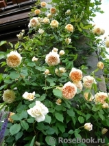 Crown Princess Margareta® Crown Princess Margareta®