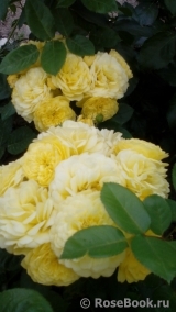 Golden Border Golden Border