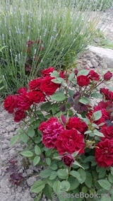 Baby Baccara ® Baby Baccara ®