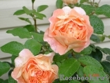 Sangerhauser Jubilaumsrose Sangerhauser Jubilaumsrose