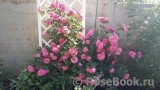Rosarium Uetersen Rosarium Uetersen