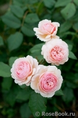A Shropshire Lad A Shropshire Lad