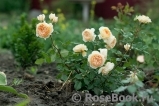 Crown Princess Margareta® Crown Princess Margareta®