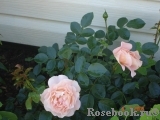 Sangerhauser Jubilaumsrose Sangerhauser Jubilaumsrose
