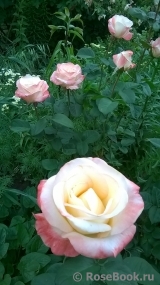 Belle Perle Belle Perle