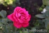 Dame de Coeur Dame de Coeur