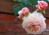 A Shropshire Lad A Shropshire Lad