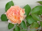 Sangerhauser Jubilaumsrose Sangerhauser Jubilaumsrose