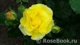 Friesia Friesia