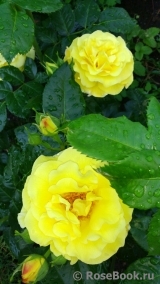 Friesia Friesia