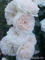Lions Rose Lions Rose