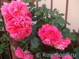 Rosarium Uetersen Rosarium Uetersen
