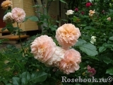 Sangerhauser Jubilaumsrose Sangerhauser Jubilaumsrose